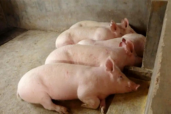 肉豬想要健康快速生長，沸石一定要了解一下