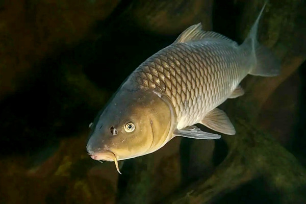 養哪種魚可以放沸石粉？又如何使用呢？