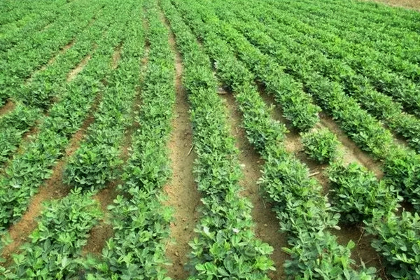 沸石粉在農業肥料中的應用與作用-國投盛世
