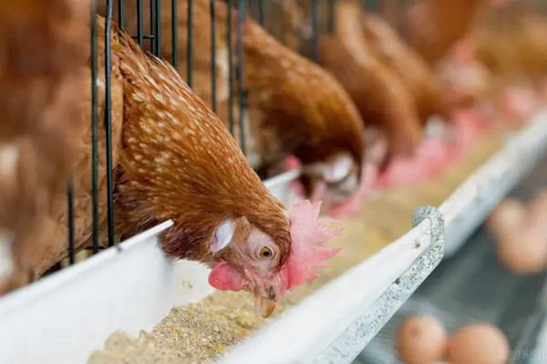 沸石粉用作飼料添加劑有什么優點？