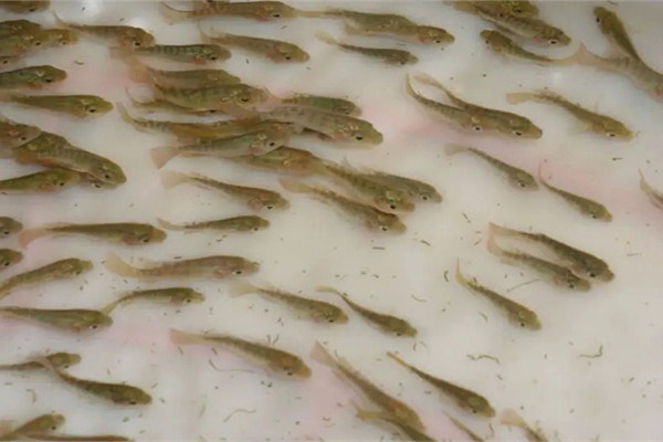 沸石粉在水產養殖中的用法和用量如何？