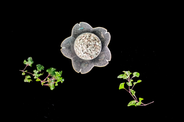 天然沸石對油菜種植有什么影響？-國投盛世