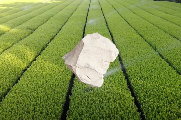 增產茶葉用天然沸石是否可行？-國投盛世