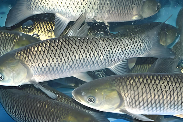 天然沸石在養殖草魚時的作用如何？