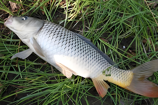 養殖鯉魚時為什么需要用到沸石？-國投盛世