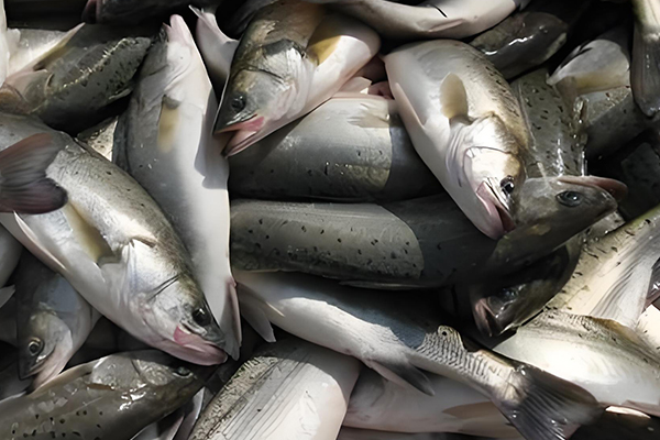 用200目沸石粉養清江魚合適嗎？
