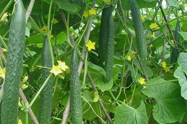 種植黃瓜為什么要用沸石？-國投盛世
