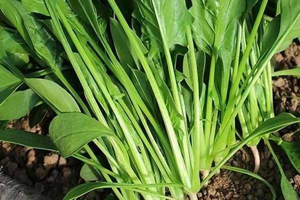沸石能否對菠菜的種植進行增產？-國投盛世