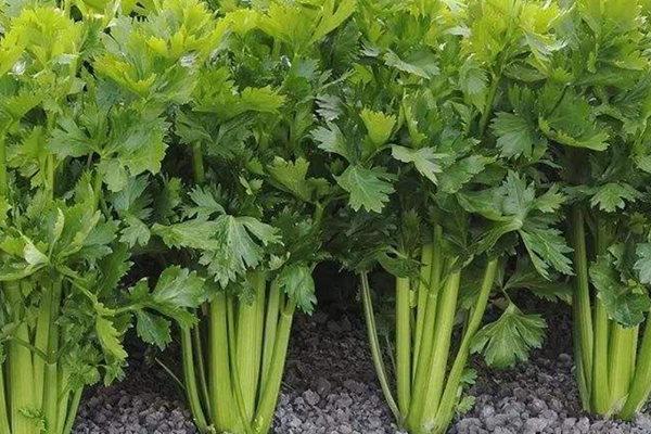 種芹菜時可以加入沸石嗎？-國投盛世