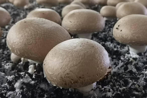 種蘑菇時加入沸石真的能夠有效提升產量嗎？