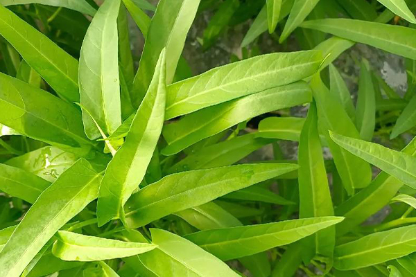 沸石能否助力空心菜產量提升？-國投盛世