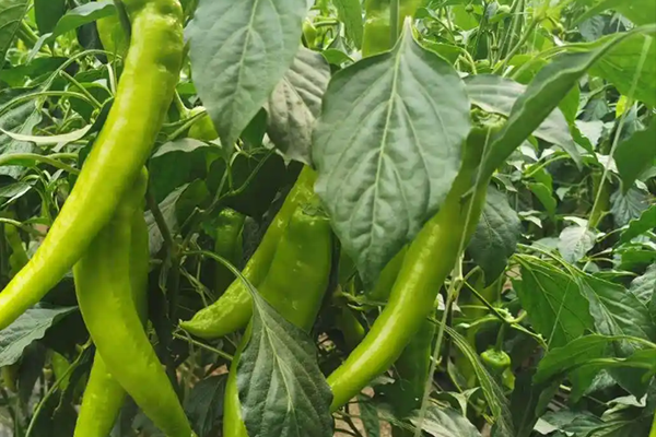 尖椒種植能否因沸石而受益？