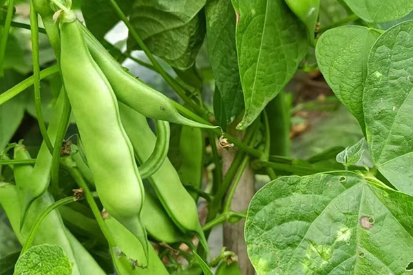 沸石能為扁豆種植帶來哪些改變？-國投盛世