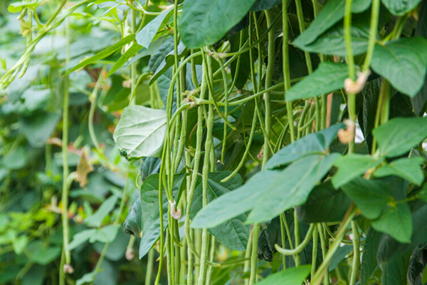 沸石能提升豇豆種植效果嗎？