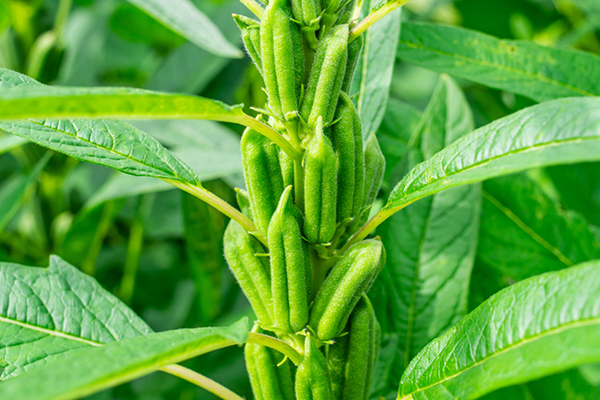 芝麻種植能否借助沸石提升品質？