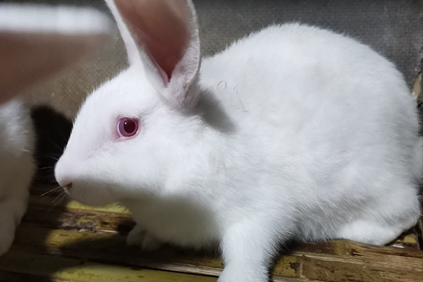 飼養家兔時可以使用沸石嗎？-國投盛世