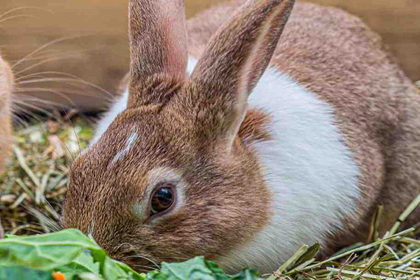 沸石在家兔飼料中應用效果如何？