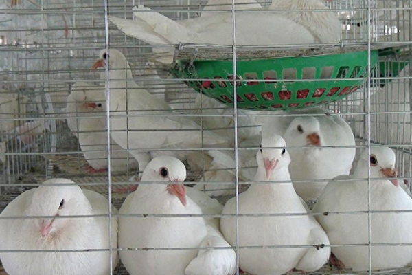 為什么肉鴿飼料中添加沸石能促進健康與生產？