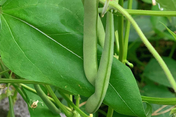 種植四季豆時加入沸石能提高產量嗎？-國投盛世