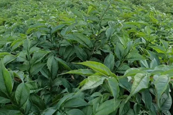 種植魔芋時加入沸石能提高產量嗎？-國投盛世