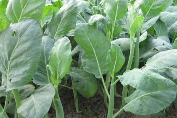 為何在種植芥藍時選擇添加沸石？-國投盛世