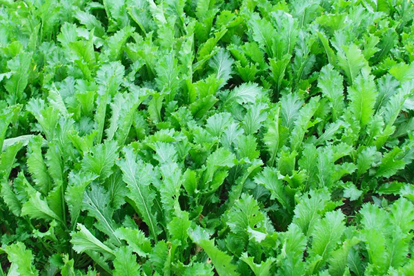 種植雪里蕻時加入沸石能提升產量嗎？-國投盛世