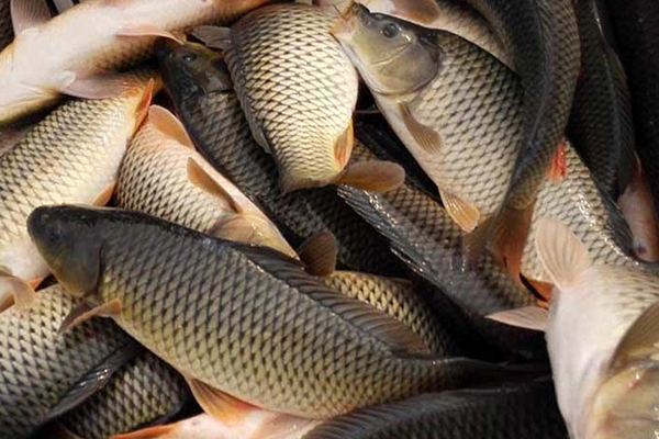 養殖鯉魚時添加沸石能帶來哪些好處？-國投盛世