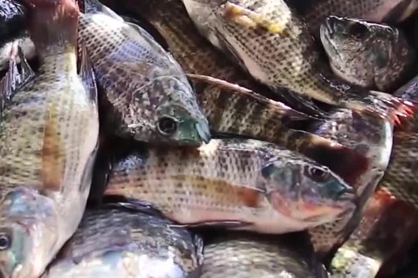 養羅非魚時加入沸石能帶來哪些好處？