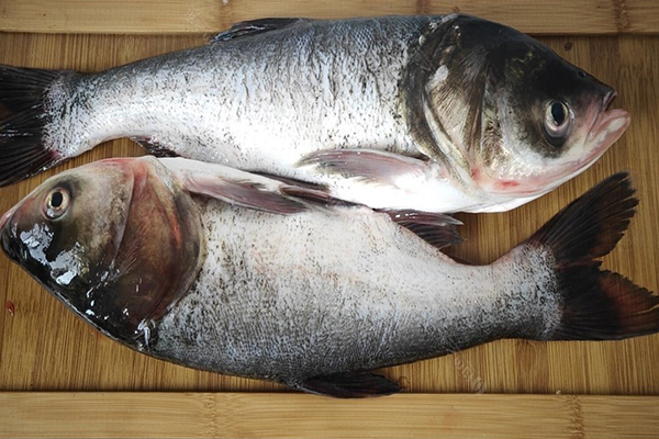 養胖頭魚時加入沸石能提升養殖效果嗎？