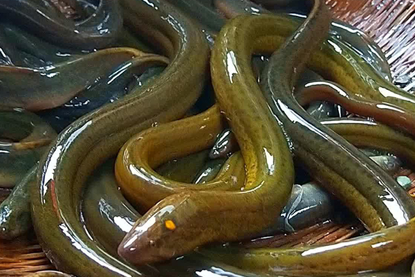 養泥鰍時添加沸石能改善水質嗎？-國投盛世