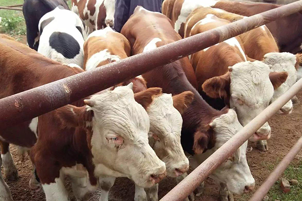 沸石能改善黃牛飼養環境嗎？-國投盛世