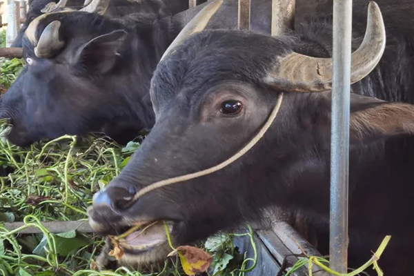 沸石能提升水牛飼養效率嗎？