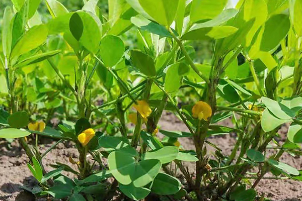花生種植能否添加沸石？