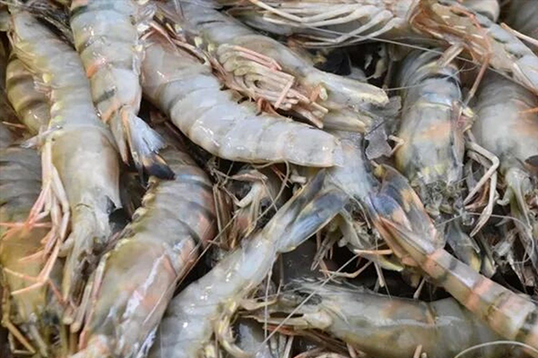 為什么魚蝦養殖加入沸石能優化水質？