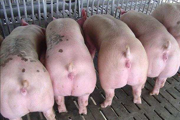 為什么瘦肉型豬養殖加入沸石能增效？